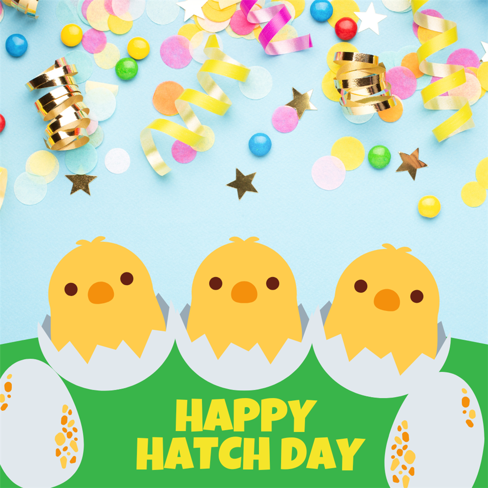  chicks